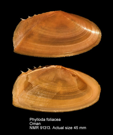 Phylloda foliacea (7).jpg - Phylloda foliacea(Linnaeus,1758)